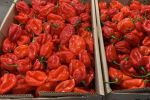 Allemagne : Retrait de piments marocains pour excès de pesticides