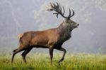 Maroc : Réintégration d'une douzaine de cerfs de Berbérie à Ifrane