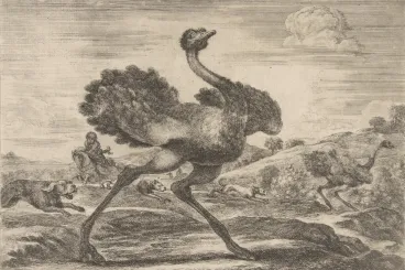 Morocco’s lost ostriches once ruled trade and diplomacy