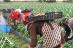 Huelva : Plus de 680 saisonnières marocaines attendues pour la campagne de fruits rouges