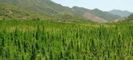 Morocco remains the biggest cannabis resin producer in the world according to ODC report./Ph. DR