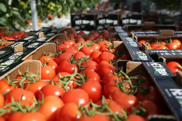Morocco sets new seasonal record for tomato exports reaching 745,000 tons in 2024/25