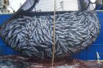 Accord de pêche : En Espagne, la flotte andalouse comptabilise déjà ses pertes