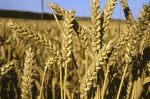 Maroc : Le stock en blé tendre ne couvrira les besoins que pour trois mois