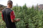 Maroc : La légalisation du cannabis adoptée par les députés