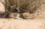 Maroc : Les chercheurs appellent à reclasser le chat des sables comme espèce «quasi-menacée»