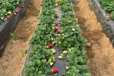 Hit by weather losses, Morocco’s red fruit growers struggle to recover as exports fall