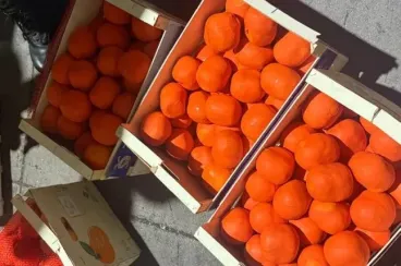  إجهاض محاولة تهريب أربعة أطنان و374 كيلوغراما من مخدر الشيرا بميناء طنجة المتوسط