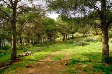 Maroc : Les vieux chênes-lièges de la forêt de Maâmora, puissants puits de carbone [Etude]