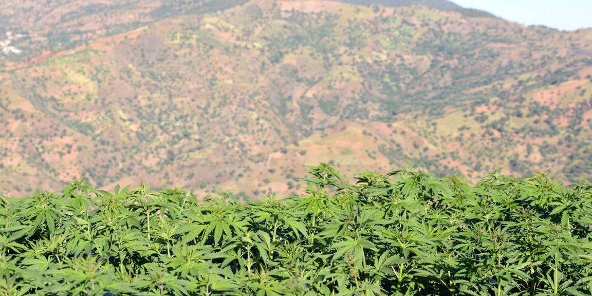 Cannabis et drogues au MarocÂ : Des chiffres toujours en hausse malgrÃ© les saisies [ONUDC]