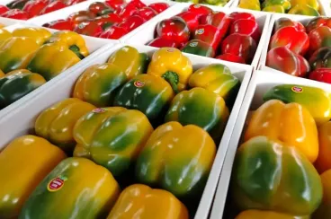 Morocco doubles sweet pepper exports to UK in 2025