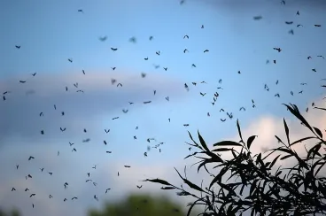 Maroc : A l’approche de l’été, la guerre aux insectes volants