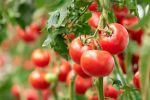 Face à la hausse des prix intérieurs, le Maroc restreint les exportations de tomates