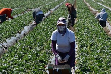 Espagne : Un syndicat de saisonnières marocaines à Huelva voit le jour