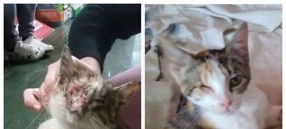 Comme Chiens et Chats, an association based in Casablanca for the rescue of stray dogs and cats./Ph/ Facebook comme chiens et chats