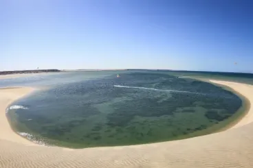 Rising sea temperatures push new tropical fish into Dakhla waters
