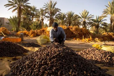 The Mejhoul date: Born in Morocco, dominated by Israel