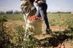 Près de 52 arrestations dans une affaire d'exploitation de migrants en Italie