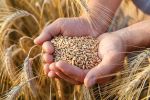 Céréales : La France a exporté plus d'un million de tonnes de blé durant l'été vers le Maroc