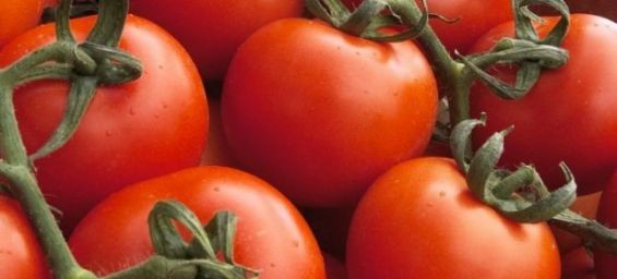 Moroccan tomatoes are invading the Middle Eastern market./Ph. DR
