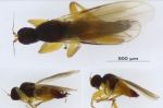 Découverte au Maroc d'une nouvelle famille de mouches baptisée Stilpon Moroccensis