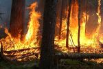Tanger : Circonscription du feu de la forêt de Cap Spartel à environ 85%