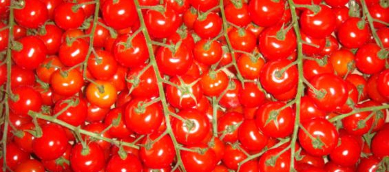 Le Maroc nie tout problème sanitaire sur les tomates cerises exportées en Europe
