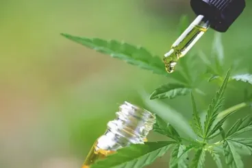 Cannabis seed oil in Morocco is most sustainable through cooperatives