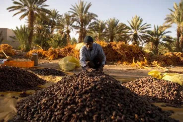 Morocco’s 2025–2026 date harvest expected to reach 160,000 tons, up 55% from last season