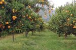 Maroc : La production des filières fruitières en hausse pour la saison agricole 2020-2021
