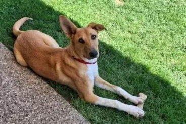 Rabid dog illegally brought from Morocco triggers major health alert in Italy