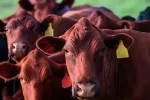 Bovins domestiques : Un projet de décret suspend le droit d'importation