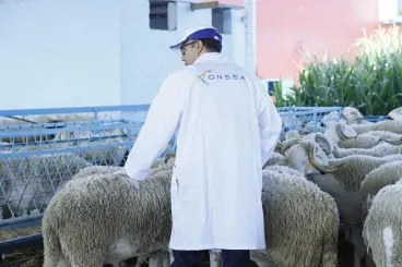 ONSSA : 500 vétérinaires et techniciens mobilisés pour l'Aïd Al-Adha 1447 / 2026