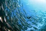 Tanger accueille la première écloserie de poissons marins au Maroc