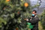 La récolte des clémentines en Corse «sauvée» grâce aux saisonniers venus du Maroc