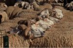 Fès-Meknès : Plus de 820 000 ovins et caprins destinés à l'abattage pour l'Aïd Al Adha