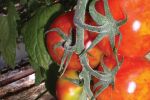 La Russie interdit l'importation des tomates marocaines