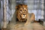 Volcan, un jeune lion de l'Atlas, est arrivé au parc zoologique de Paris depuis le Maroc
