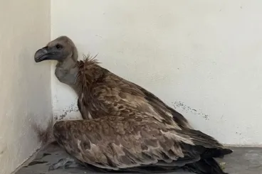 إنقاذ نسر بري وإعادة إطلاقه في بيئته الطبيعية بجرادة 