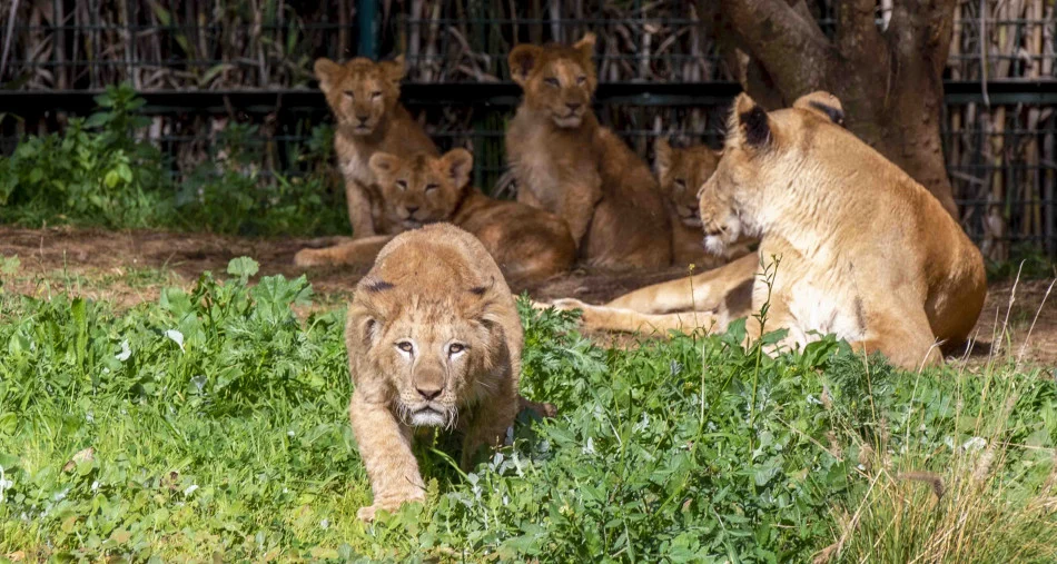 Three wildlife parks to visit in Morocco this summer