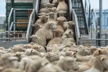 إحصاء 32.8 مليون رأس ماشية والحكومة تقرر إلغاء قرار تعليق الرسوم الجمريكية على الاستيراد
