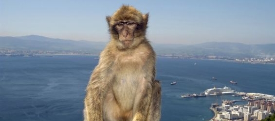 Barbary macaques in Gibraltar./Ph. DR