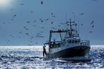 Sahara : Baisse des exportations de poissons congelés en 2019
