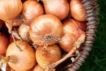 Morocco’s onion exports hit record high by May 2025