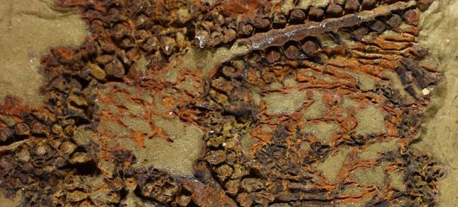 The world's oldest-known starfish fossil, unearthed in Morocco. / DR