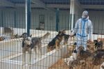Maroc : L'Intérieur se saisit de la problématique des chiens errants avec les communes