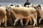 Maroc : 5,4 millions de têtes d'ovins et de caprins identifiés pour Aïd Al Adha