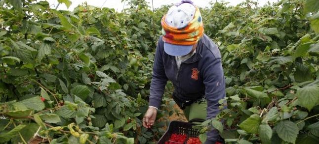 A strawberry picker in Huelva, Spain./Ph. DR