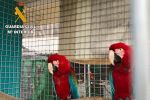 Espagne - Maroc : 23 arrestations dans le démantèlement d'un réseau de trafic d'oiseaux