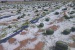 Zagora : Les agriculteurs en quête de soutien après les récoltes endommagées par la tempête